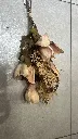عرق ورد بروتيا 