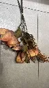 عرق ورد بروتيا 