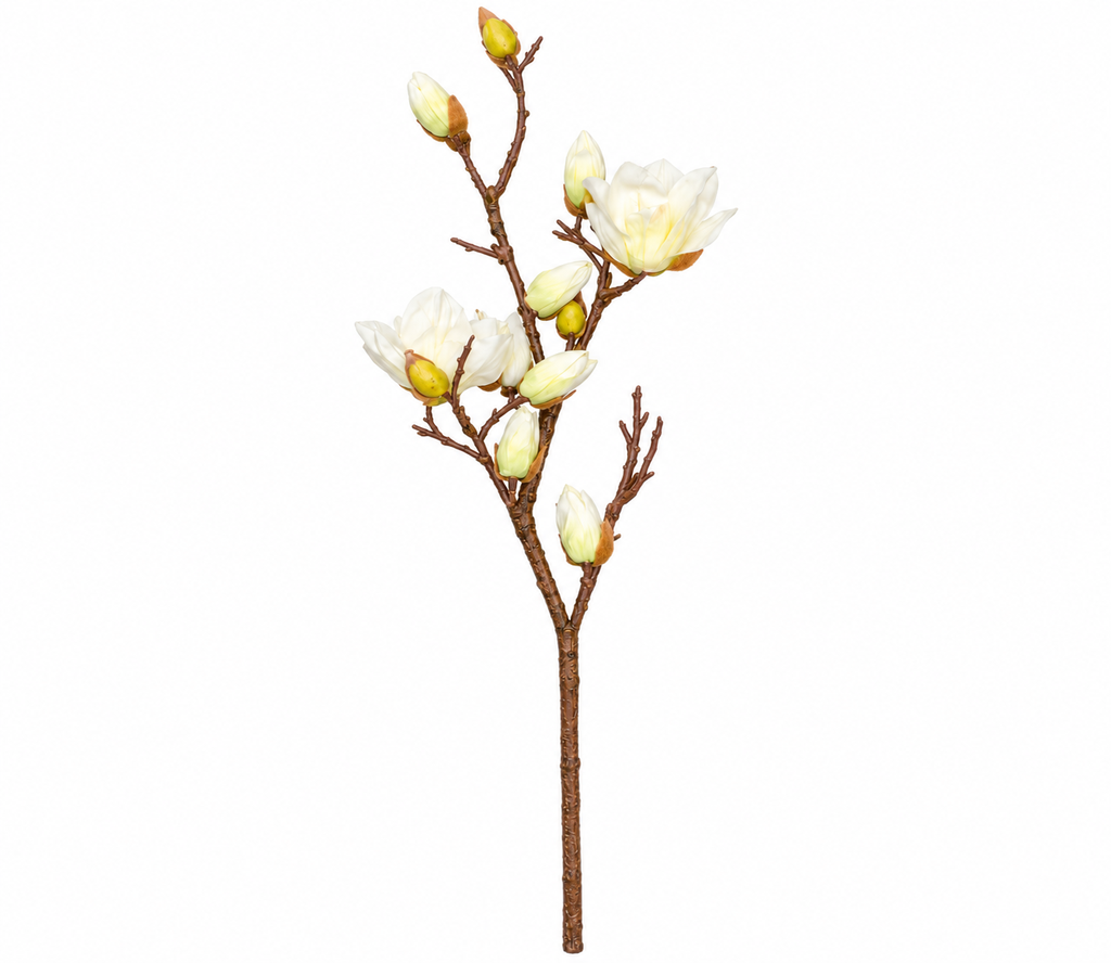 [KX241101 ورد منغوليا ابيض 100 سم 1-2] ورد مغنوليا (White, 100 CM)