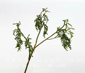 [JM823805  خضار الرجيد] عرق خضار الرجيد