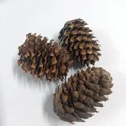 [A0301] تشكيلة مجفف صنوبر