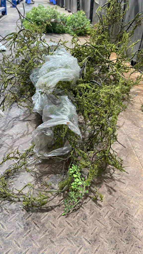 [EA11877] عرق طحالب طويل