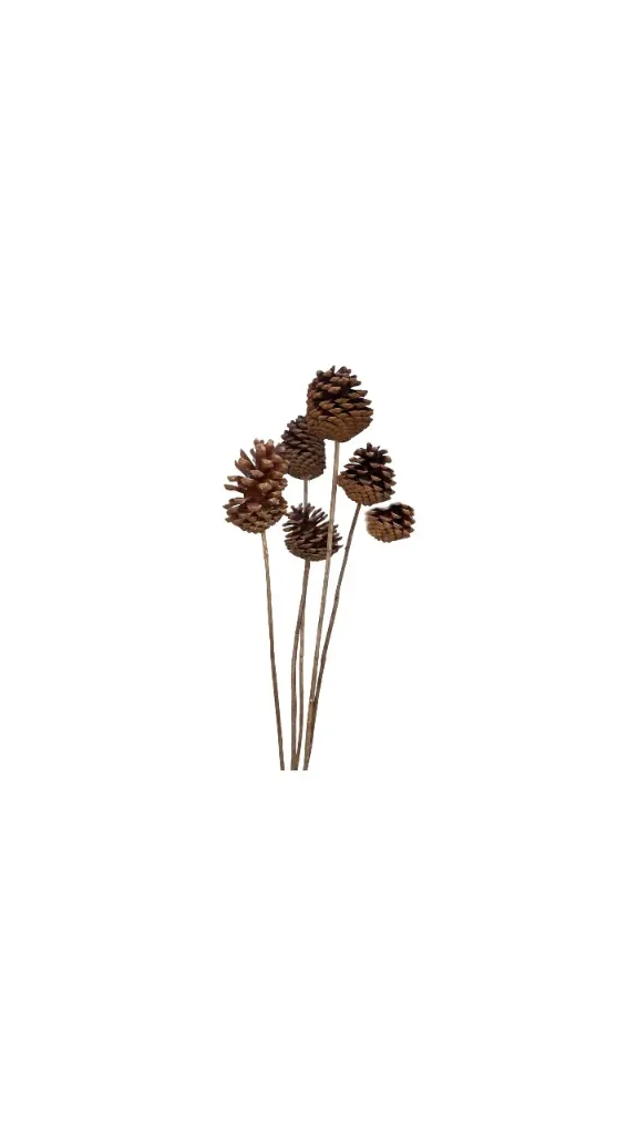 [عرق صنوبر صغير] عرق صنوبر صغير (Small)