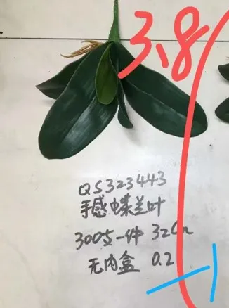 [152-2 25CM شتل اوركيد صغير] شتل اوركيد  (Small)