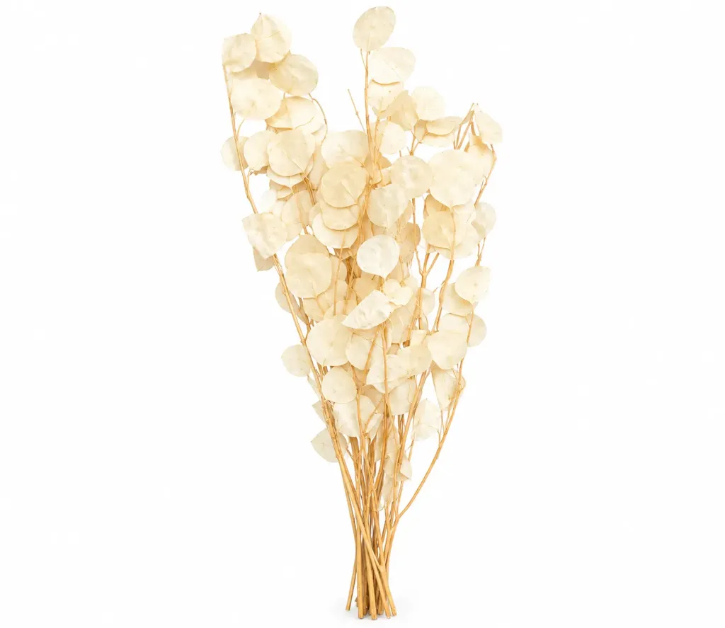 [عرق كافور طبيعي مجفف لون بيج] عرق كافور طبيعي مجفف  (Beige)
