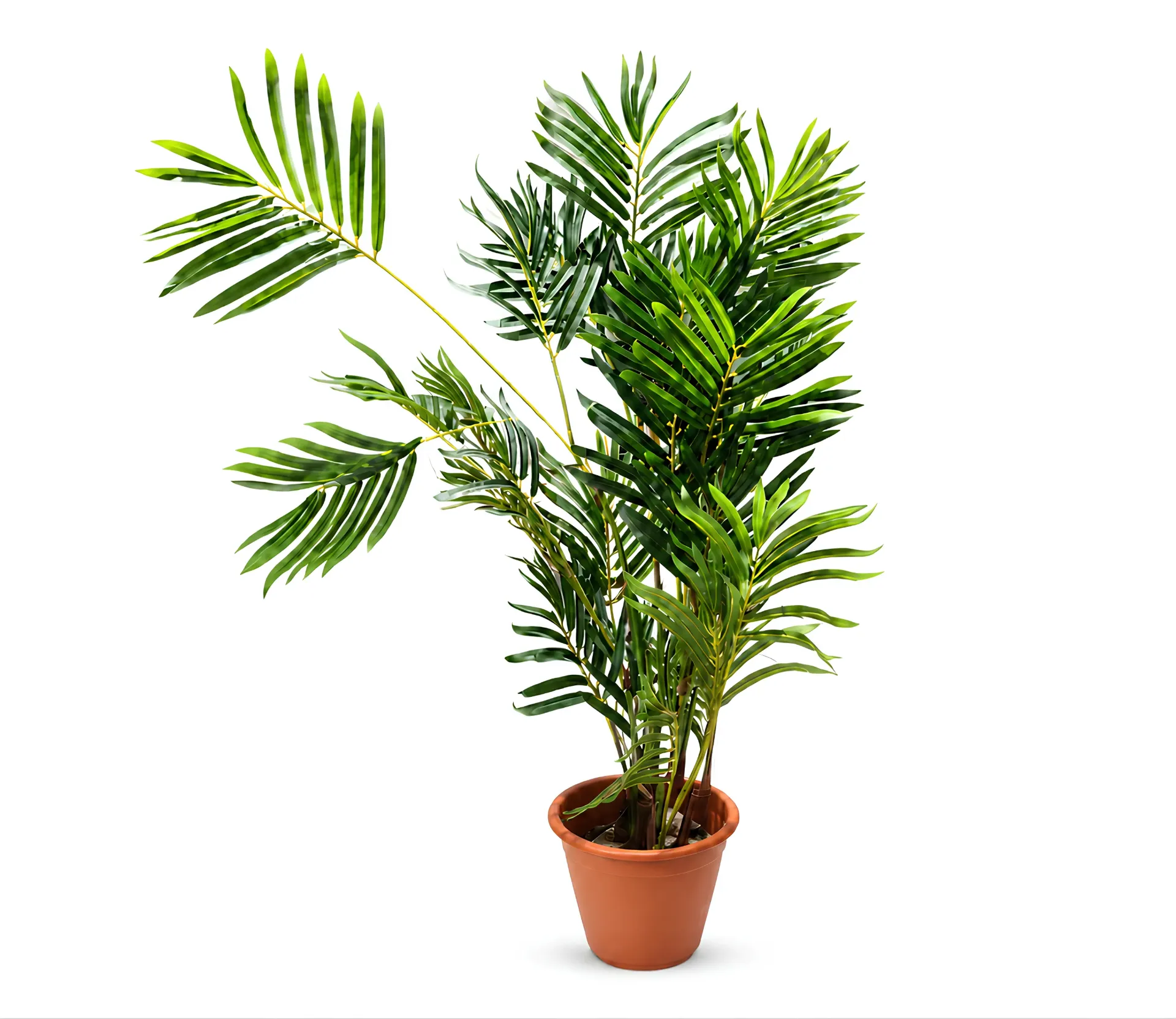  Erica tree