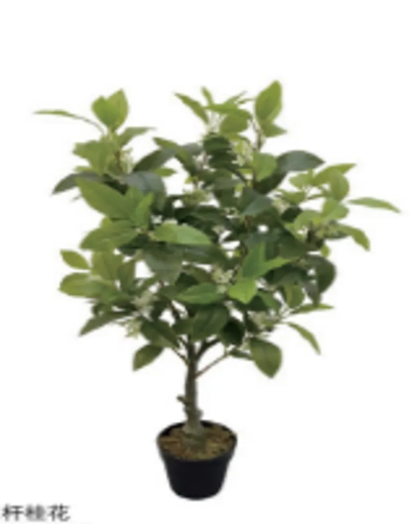 Small Lemon Tree